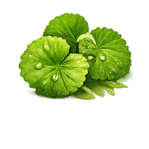 Коэнзим Q10